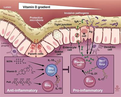 Relationships Between Vitamin D, Gut Microbiome, and Systemic Autoimmunity